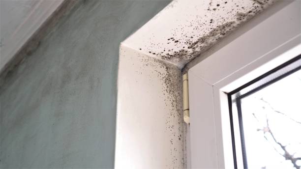 Certified Mold Removal in Hurley, WI