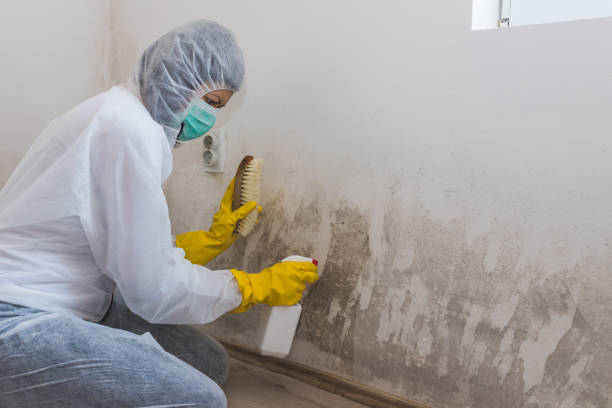 Best Residential Mold Removal  in Hurley, WI