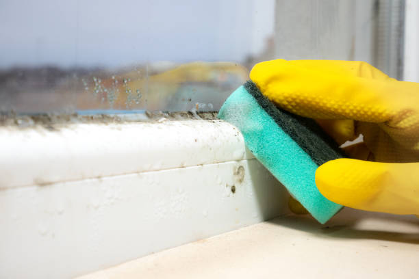 Best Professional Mold Removal  in Hurley, WI