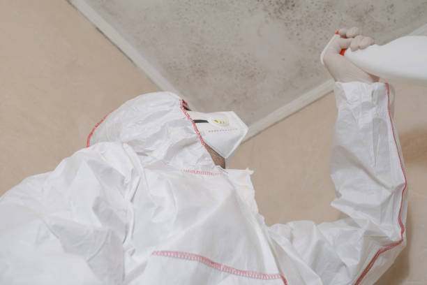 Best Attic Mold Removal  in Hurley, WI