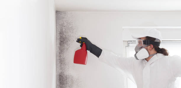 Best Mold Removal Company Near Me  in Hurley, WI