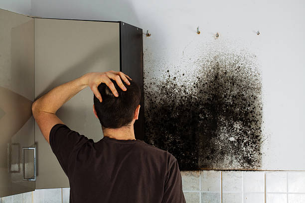 Best Attic Mold Removal  in Hurley, WI